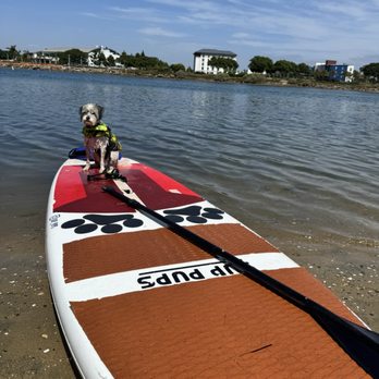 SUP Pups - Paddleboarding Near Me - San Diego, California SUP Pups - Paddleboarding Near Me - San Diego, California