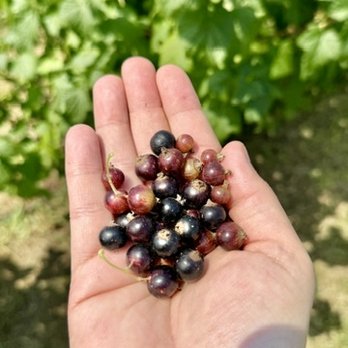 Wasem Fruit Farm - Black currant! - Pick Your Own Farms Near Me - Milan, Michigan