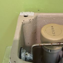Earth First Pest Control - ants in the toilet!