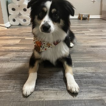 Pet Care Plus - Pet Groomers Near Me - Fort Worth, Texas