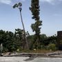 Photo of JAS Tree Service