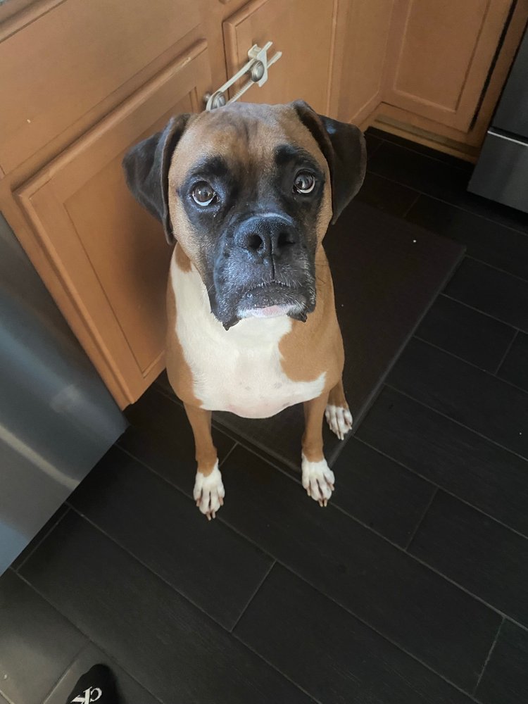 PINE WOODS ANIMAL HOSPITAL 11 Photos & 21 Reviews 570 E Robinson St