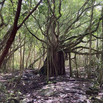 Ha'ena Beach - aka Shipman Beach - Banyon trees near the middle of the trail - Hiking Near Me - Keaau, Hawaii Ha'ena Beach - aka Shipman Beach - Banyon trees near the middle of the trail - Hiking Near Me - Keaau, Hawaii