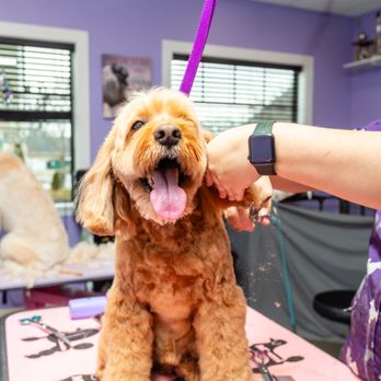 Best In Show - Pet Groomers Near Me - Gloucester, Massachusetts Best In Show - Pet Groomers Near Me - Gloucester, Massachusetts