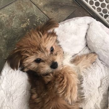 Select A Puppy - Pet Breeders Near Me - Middletown, New Jersey Select A Puppy - Pet Breeders Near Me - Middletown, New Jersey