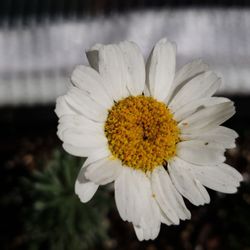 Sublime Gardens