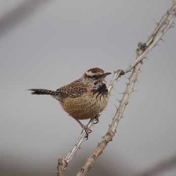 Lost Dutchman State Park - Cactus wren - Parks Near Me - Apache Junction, Arizona