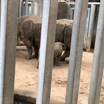 Blank Park Zoo - baby rhino - Zoos Near Me - Des Moines, Iowa Blank Park Zoo - baby rhino - Zoos Near Me - Des Moines, Iowa