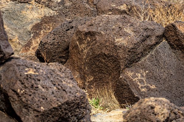 Petroglyph National Monument by null
