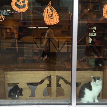 Seattle Meowtropolitan - Themed Cafes Near Me - Seattle, Washington Seattle Meowtropolitan - Themed Cafes Near Me - Seattle, Washington