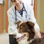 Photo of Clinique Vétérinaire Poirier O'Brien