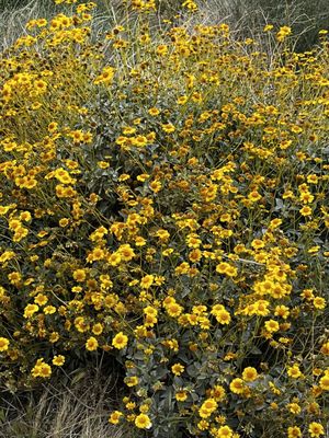 Lake Mead National Recreation Area by null