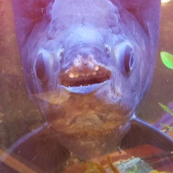 Kau Kau Barbeque - This big guy is in the tank up front, with scary human-like teeth - Barbeque Near Me - Seattle, Washington