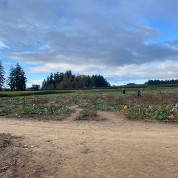 Red Berry Barn - Pumpkin patch - Flowers & Gifts Near Me - Sherwood, Oregon Red Berry Barn - Pumpkin patch - Flowers & Gifts Near Me - Sherwood, Oregon