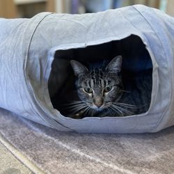 Purrrlandia Cat Lounge & Cafe