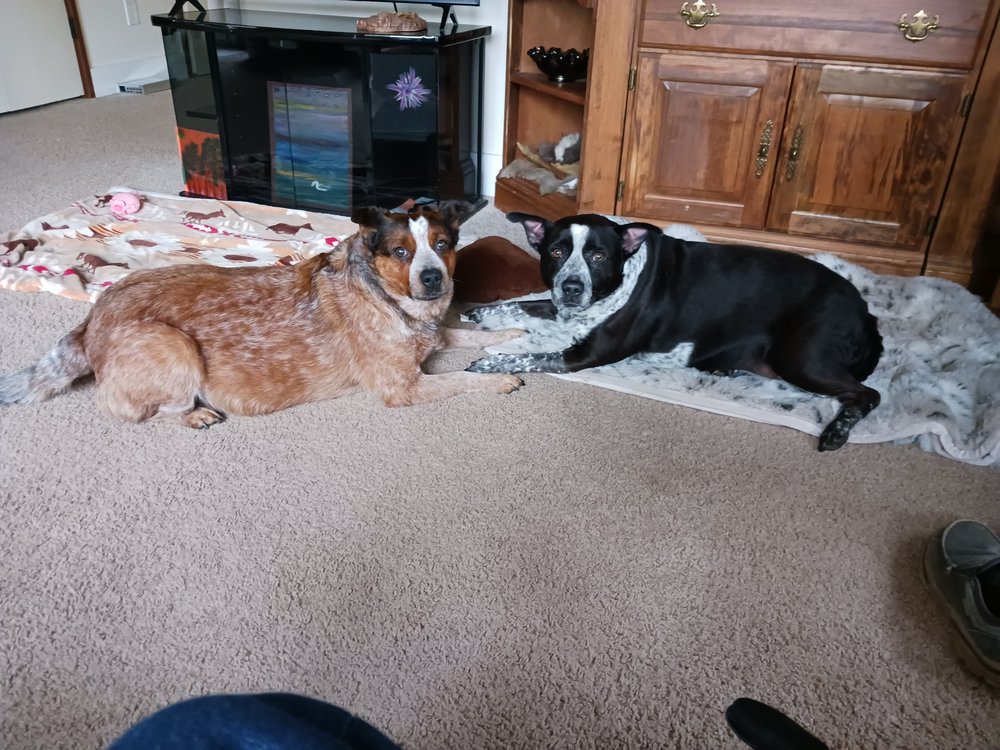 Dee's Quality Care & Hospice Help  - home care agency in Monmouth, OR