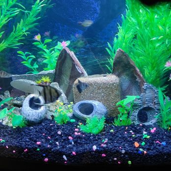 Diamond Aquatics - Aquarium Services Near Me