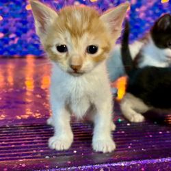 Phoenix Feline Oasis Sanctuary Project - A male kitten advertised as a girl