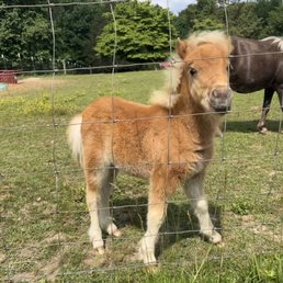 Baby mini horse, Thunder