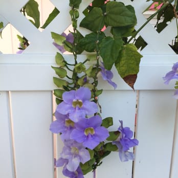 Captiva Island Inn - Beautiful vines along fence! - Hotels Near Me - Captiva Island, Florida