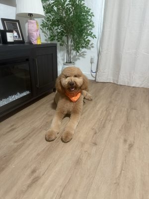 Animal Crackers by null