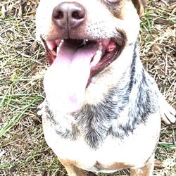 Top Dog Ranch - This is my red heeler Mud he was very happy staying at top dog ranch