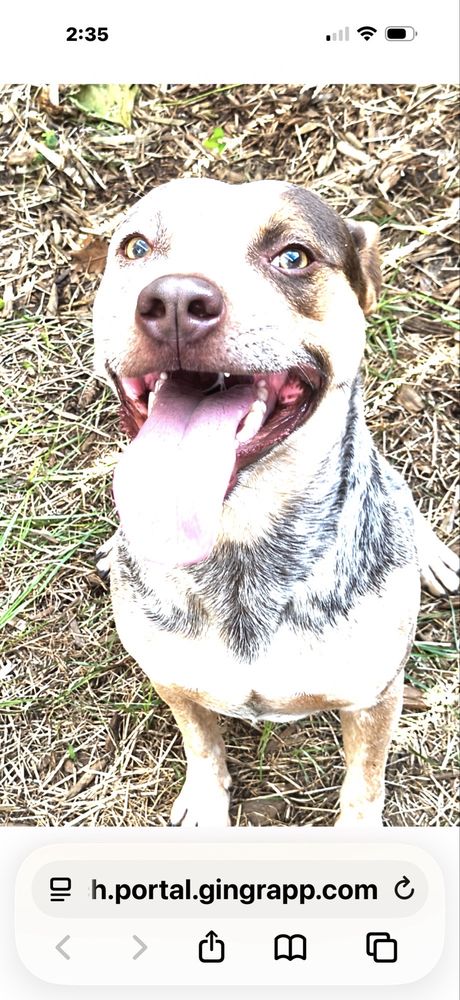 Top Dog Ranch - pet boarding facility in Broken Arrow, OK