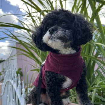 Tatiana's Pet Grooming - Skye AussieDoodle - Pet Groomers Near Me - Milpitas, California Tatiana's Pet Grooming - Skye AussieDoodle - Pet Groomers Near Me - Milpitas, California