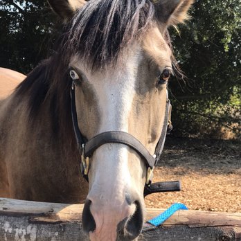 Rollin F Ranch - Horseback Riding Near Me - Sebastopol, California