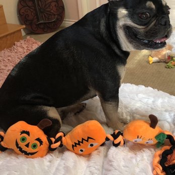 All Breed - Whiskey - Pet Groomers Near Me - Concord, California