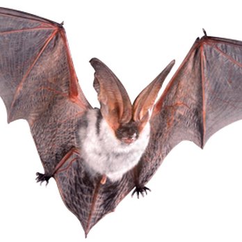 Pest Team Denver - Wildlife Control Near Me - Littleton, Colorado Pest Team Denver - Wildlife Control Near Me - Littleton, Colorado