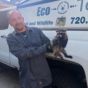 EcoTek Pest and Wildlife - Brother and sister raccoons - Pest Control Near Me EcoTek Pest and Wildlife - Brother and sister raccoons - Pest Control Near Me