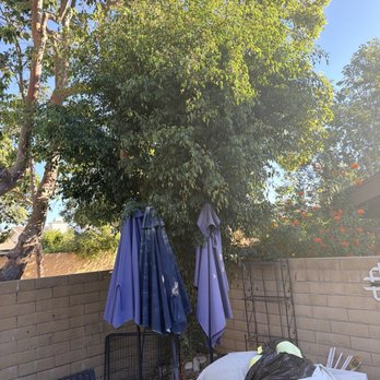 Louis MC Tree Service - Before - Tree Services Near Me Louis MC Tree Service - Before - Tree Services Near Me
