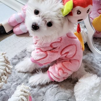 Maltese Angel Babies - Lillian Grace - Pet Breeders Near Me Maltese Angel Babies - Lillian Grace - Pet Breeders Near Me