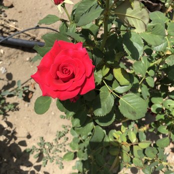 Memo's Nursery - Roses - Nurseries & Gardening Near Me - Chino, California