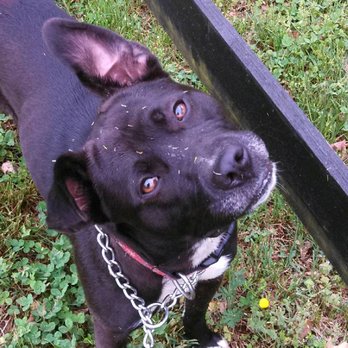 Black Dog Towing - Towing Near Me - Brightwood, Virginia Black Dog Towing - Towing Near Me - Brightwood, Virginia