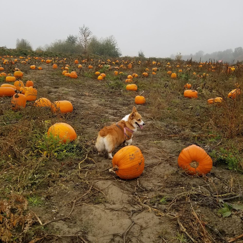 Biringer's Black Crow Pumpkins and Corn Maze - Farms Near Me - Arlington, Washington