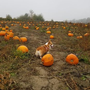 BIRINGER’S BLACK CROW PUMPKINS AND CORN MAZE - Updated August 2024 - 20