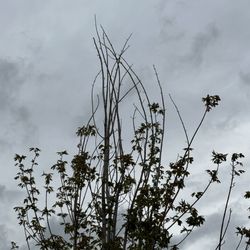 Front Range Landscape and Nursery - Maple