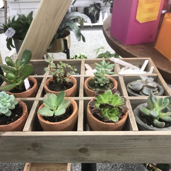 Beno’s Flowers - Succulents - Nurseries & Gardening Near Me - Iowa City, Iowa Beno’s Flowers - Succulents - Nurseries & Gardening Near Me - Iowa City, Iowa