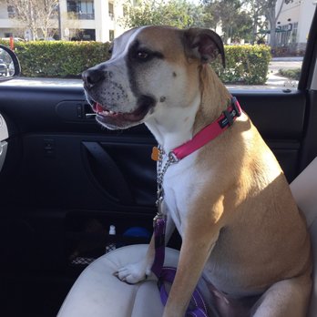 Scenthound - Maddie is a clean happy girl!!! Ready to return to Scenthound soon!!! - Pet Groomers Near Me - Boynton Beach, Florida Scenthound - Maddie is a clean happy girl!!! Ready to return to Scenthound soon!!! - Pet Groomers Near Me - Boynton Beach, Florida