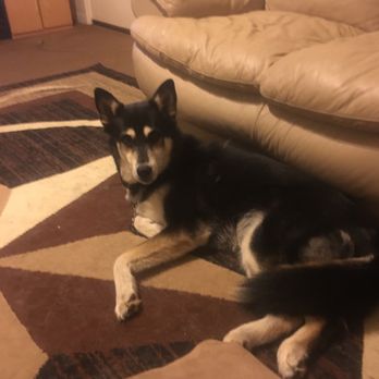 PetSmart - Pet Training Near Me - Douglasville, Georgia