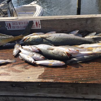 9- Ball Fishing Charters - More of are haul - Fishing Near Me 9- Ball Fishing Charters - More of are haul - Fishing Near Me