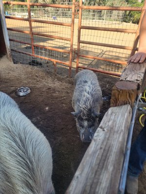 Blossom Peak Ranch by null