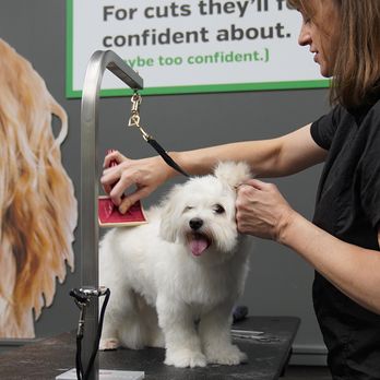 Pet Supplies Plus - Pet Groomers Near Me - Rochester, New York Pet Supplies Plus - Pet Groomers Near Me - Rochester, New York