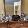 Photo of Beautiful Bengals