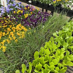 Sherwood Forest Nursery & Garden Center - Pansies have arrived