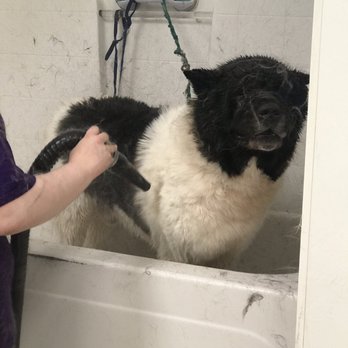 Der Pet Haus - My Akita, Usher, having his undercoat blown out after two Shampoos and Conditioner were applied and rinsed. - Pet Groomers Near Me - Bellevue, Washington