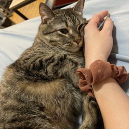 Cat at home