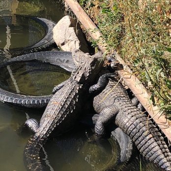 Colorado Gators Reptile Park - Gaggle of gators - Zoos Near Me - Mosca, Colorado